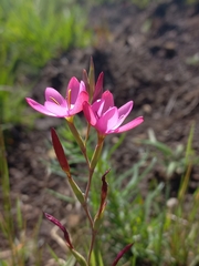 Hesperantha baurii, photograph (c) Brian du Preez, some rights reserved (CC BY-SA)