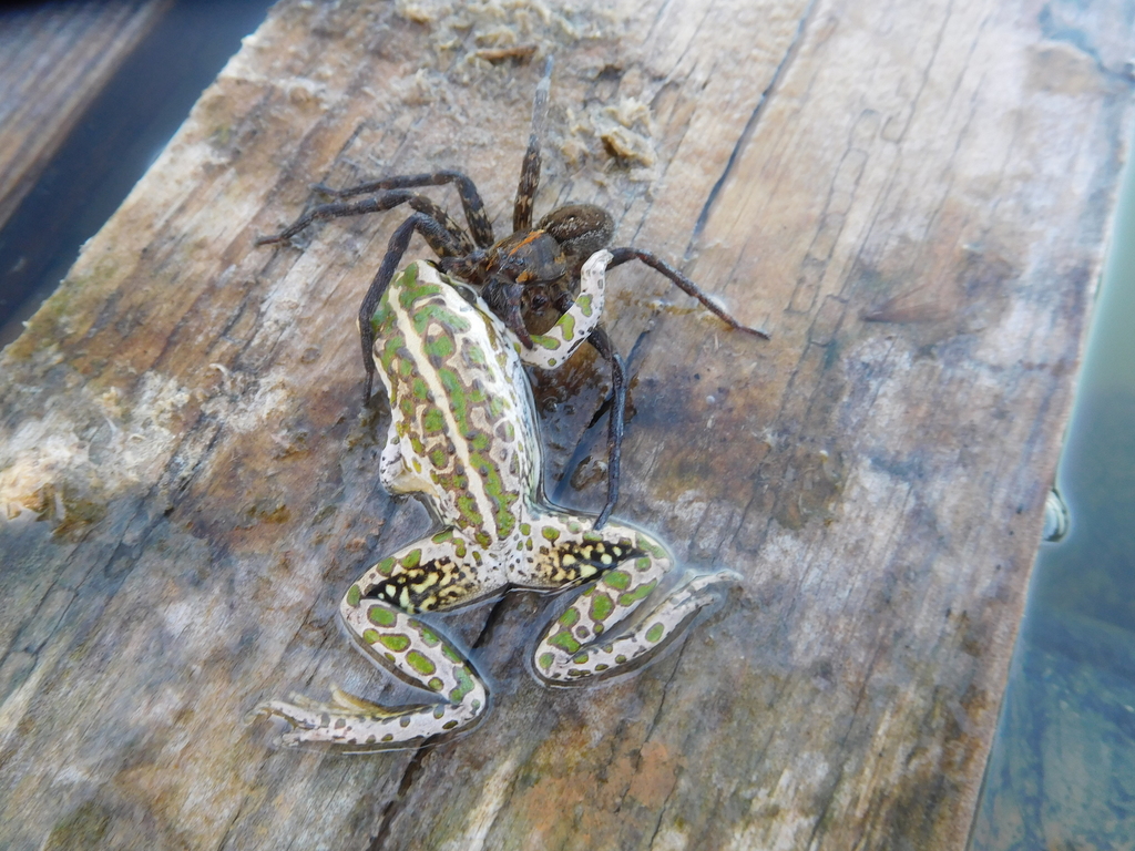 Spiders - Oyster Harbour Catchment Group