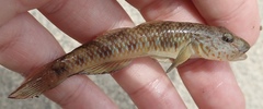 Rhinogobius similis