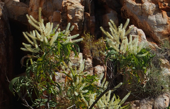 Grevillea pyramidalis