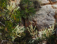 Grevillea pyramidalis