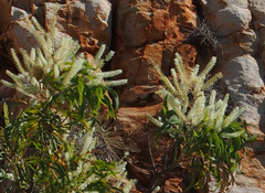 Grevillea pyramidalis