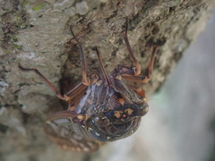 Graptopsaltria nigrofuscata