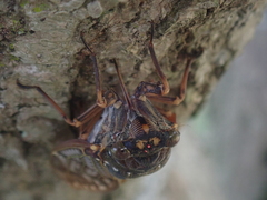 Graptopsaltria nigrofuscata