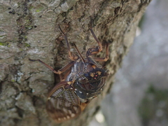 Graptopsaltria nigrofuscata