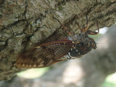 Graptopsaltria nigrofuscata