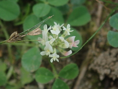 Trifolium repens