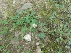 Trifolium repens