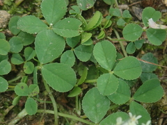 Trifolium repens