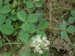 Trifolium repens