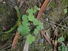 Oxalis corniculata
