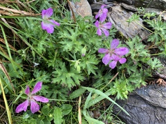 Geranium hayatanum