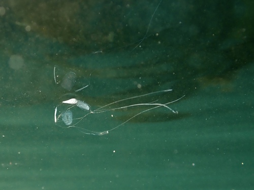 Representative image of Liriope tetraphylla