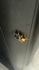 Philanthus triangulum