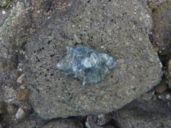 Neorapana tuberculata