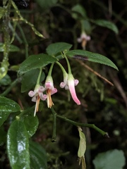Vaccinium japonicum lasiostemon