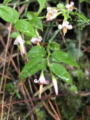 Vaccinium japonicum lasiostemon