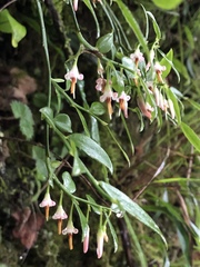 Vaccinium japonicum lasiostemon