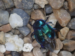 Phelotrupes auratus