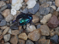 Phelotrupes auratus