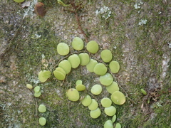 Lemmaphyllum