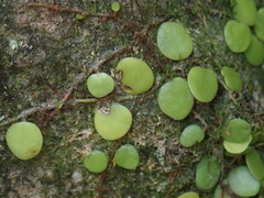 Lemmaphyllum