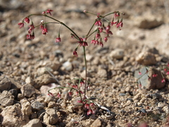 Eriogonum esmeraldense esmeraldense
