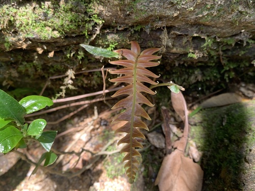 Hammock fern (Blechnum occidentale)