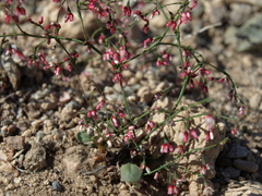 Eriogonum esmeraldense esmeraldense
