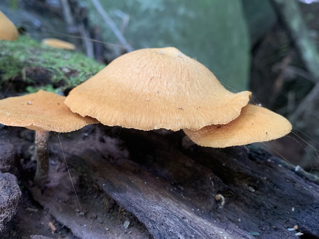 Gymnopilus sapineus · January 2025 · photo: © gabrieljovencio (iNaturalist, cc-by)