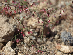 Eriogonum esmeraldense esmeraldense