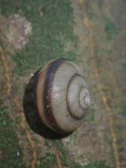 Euhadra amaliae