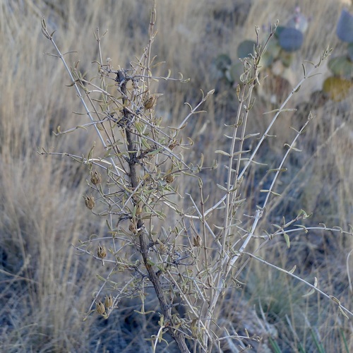 Image of Fendlera rupicola by (c) Sue Carnahan, some rights reserved (CC BY)