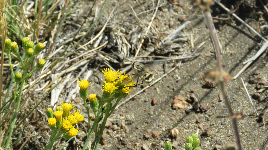Trichophthalma murina
