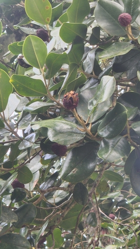 Magnolia hamorii, photograph 5
