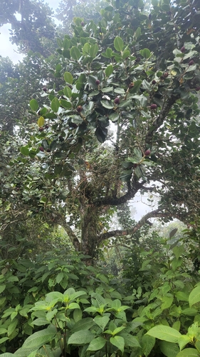 Magnolia hamorii, photograph 6