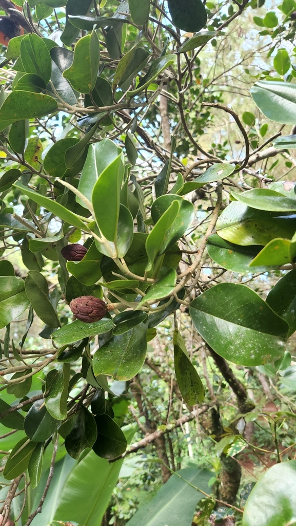 Magnolia hamorii; photograph author not stated, no rights reserved