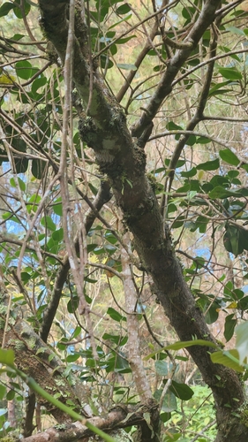 Magnolia hamorii, photograph 1