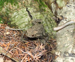 Bufo stejnegeri