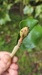 author not stated, no rights reserved Magnolia hamorii, photograph author not stated, no rights reserved