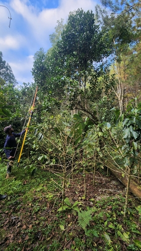 Magnolia hamorii, photograph 4