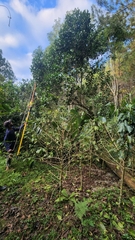 author not stated, no rights reserved Magnolia hamorii, photograph author not stated, no rights reserved