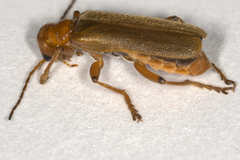 Cantharis cryptica