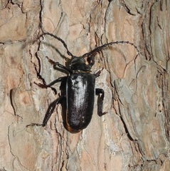 Prionus insularis