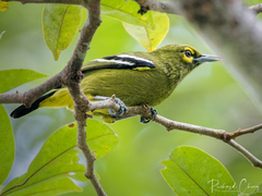 Green Iora photo 4