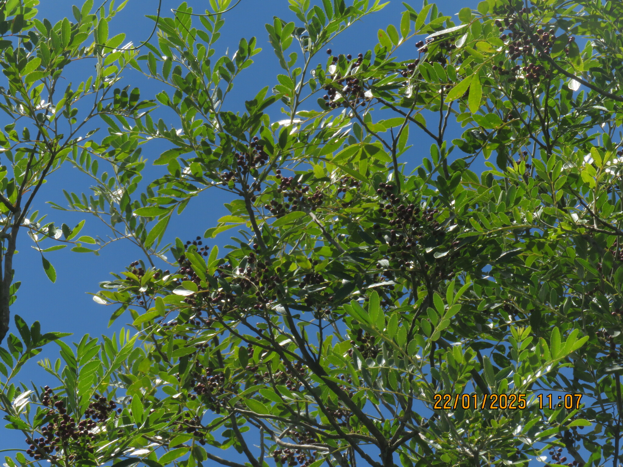 Imagem de Mamica-de-porca