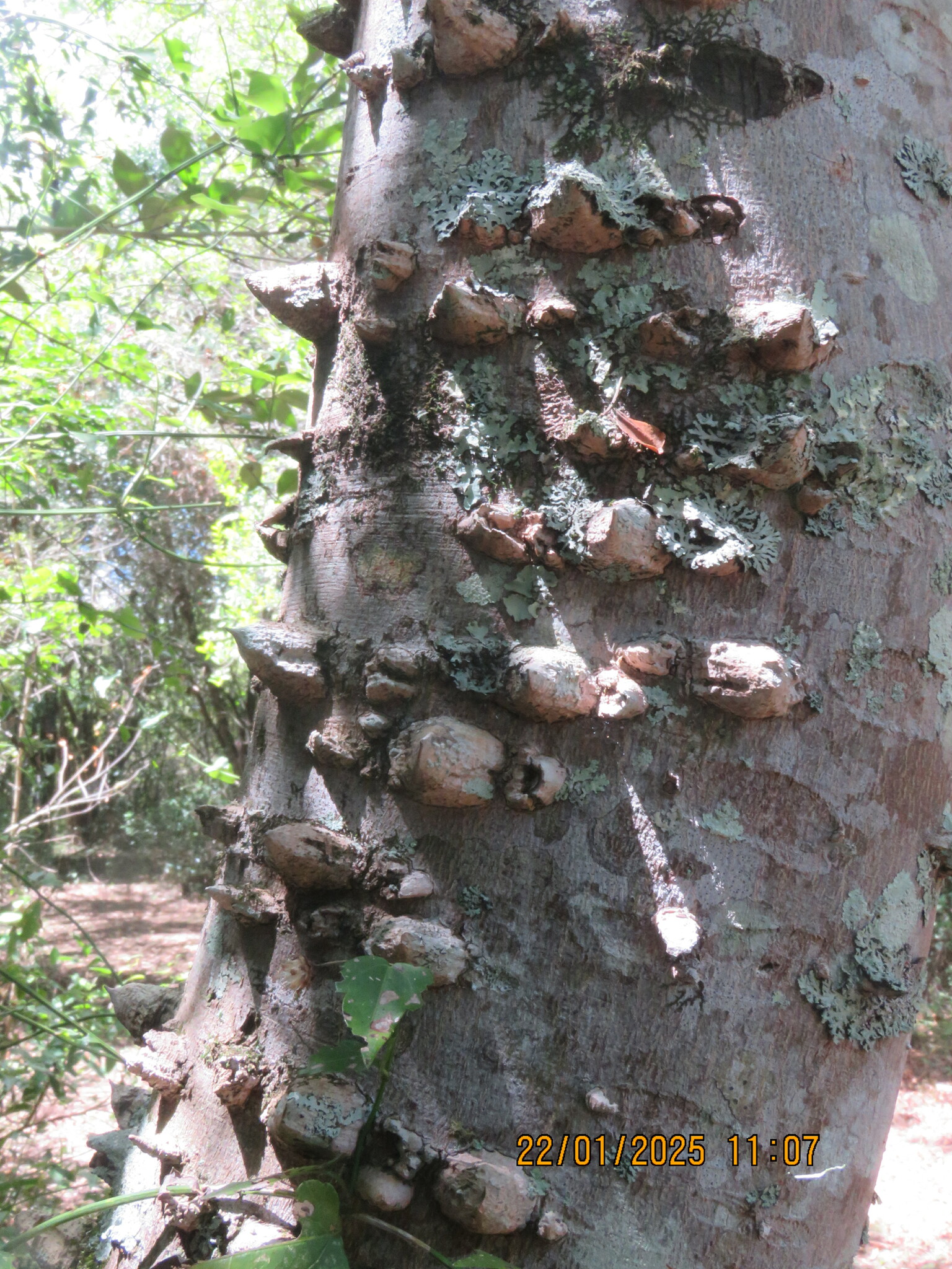 Imagem de Mamica-de-porca