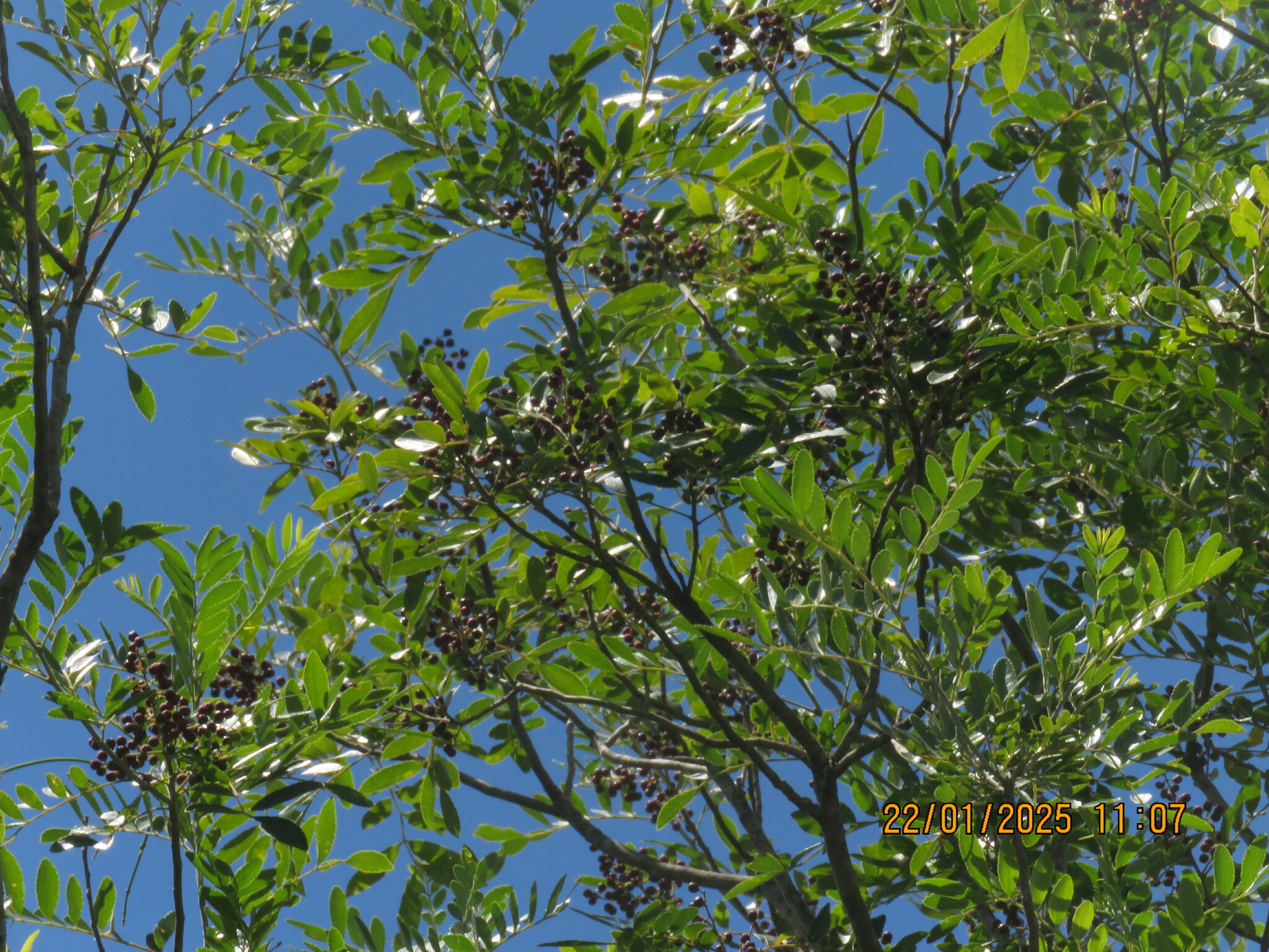 Imagem de Mamica-de-porca