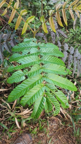 West Indian sumac (Brunellia comocladiifolia)