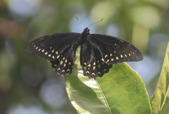 Papilio menatius victorinus
